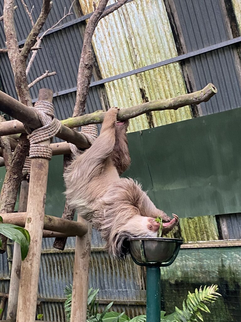 Selvatura Sloth Sanctuary